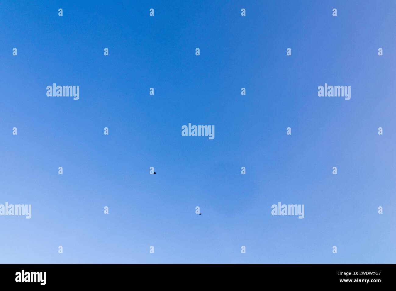 Ein Hintergrund mit kleinen Vögeln und einem wunderschönen Himmel. Azurblauer Himmel mit kleinen Vögeln im Hintergrund. Stockfoto