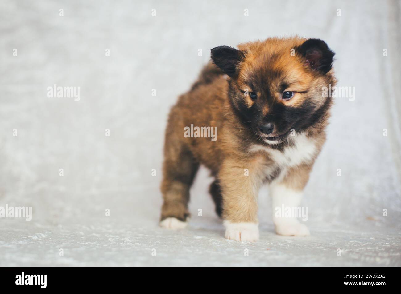 Isländischer Hund, 6 Wochen alt Stockfoto