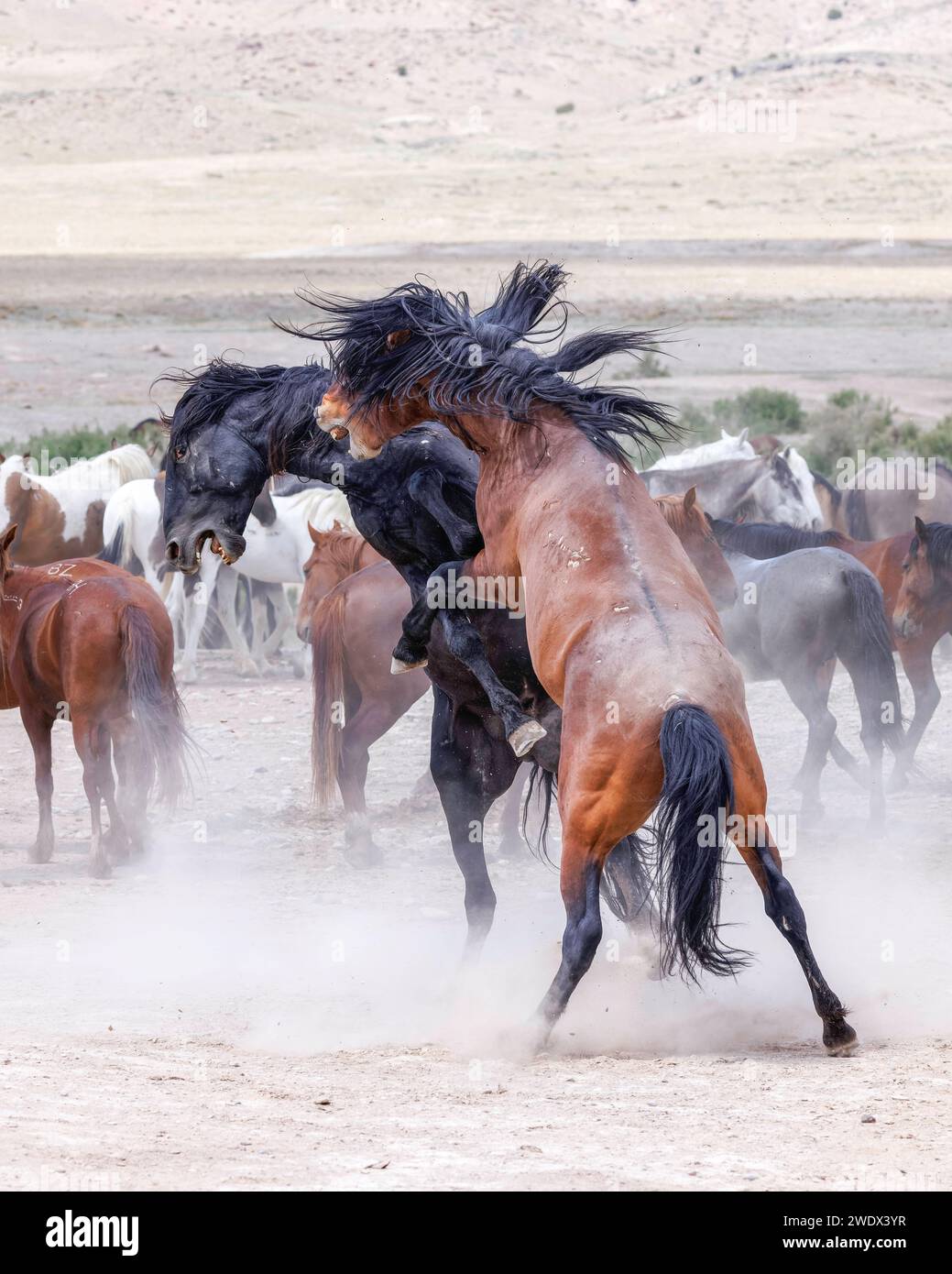 Die Wildpferdeherde des Onaqui Mountain hat eine leichte bis mittelschwere Struktur und ist in Farben wie Sauerampfer, roan, Buchleder, Schwarz, Palomino, und grau. Stockfoto