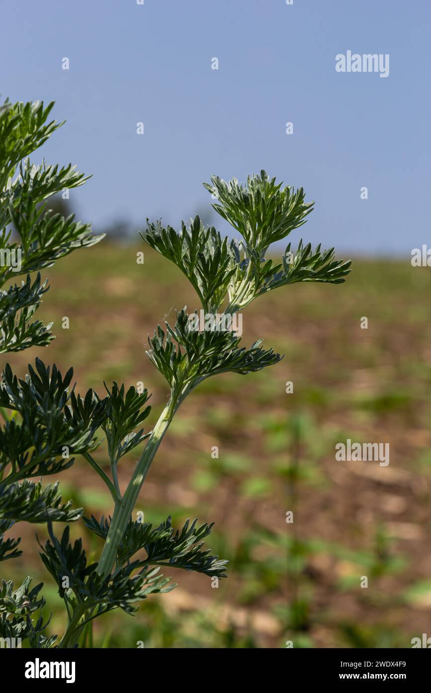 Silbergrüner Wermut hinterlässt Hintergrund. Artemisia absinthium, Absinth-Wermut-Pflanze im Kräuterküchengarten, Nahaufnahme, Makro. Stockfoto