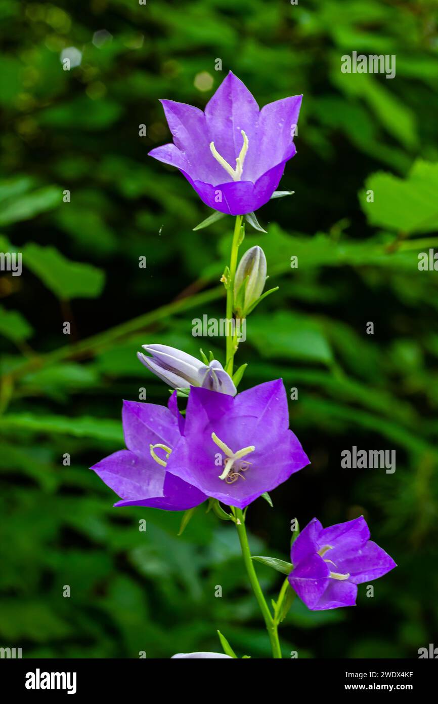 Ballonblume, Tossock Bellflower, Campanula persicifolia oder Campanula carpatica violette Glockenblumen im Herbstgarten. Stockfoto