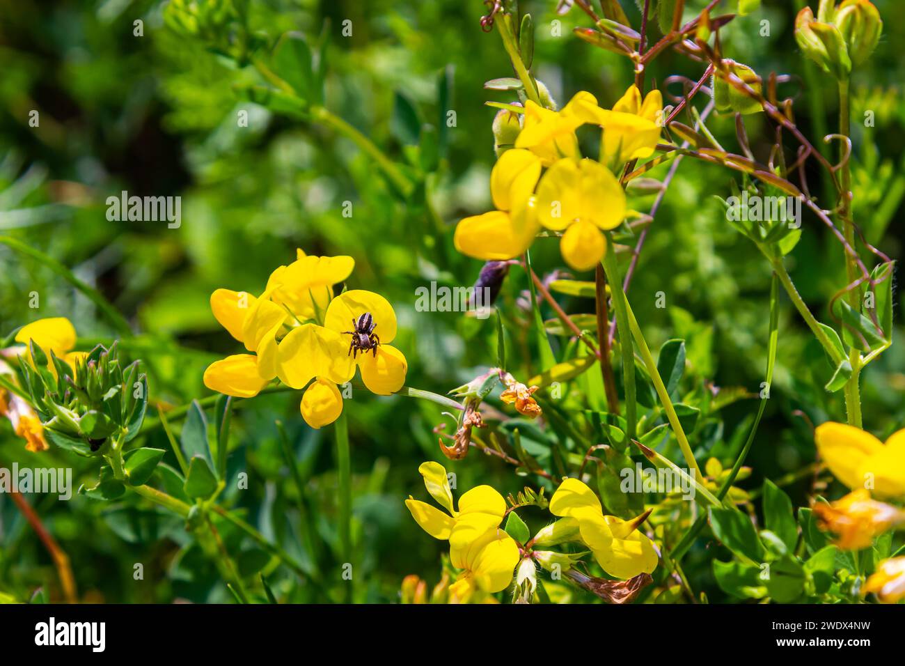 Nahaufnahme von Vögelfuß-Trefoil-Lotus corniculatus-Blüten in Blüte. Stockfoto