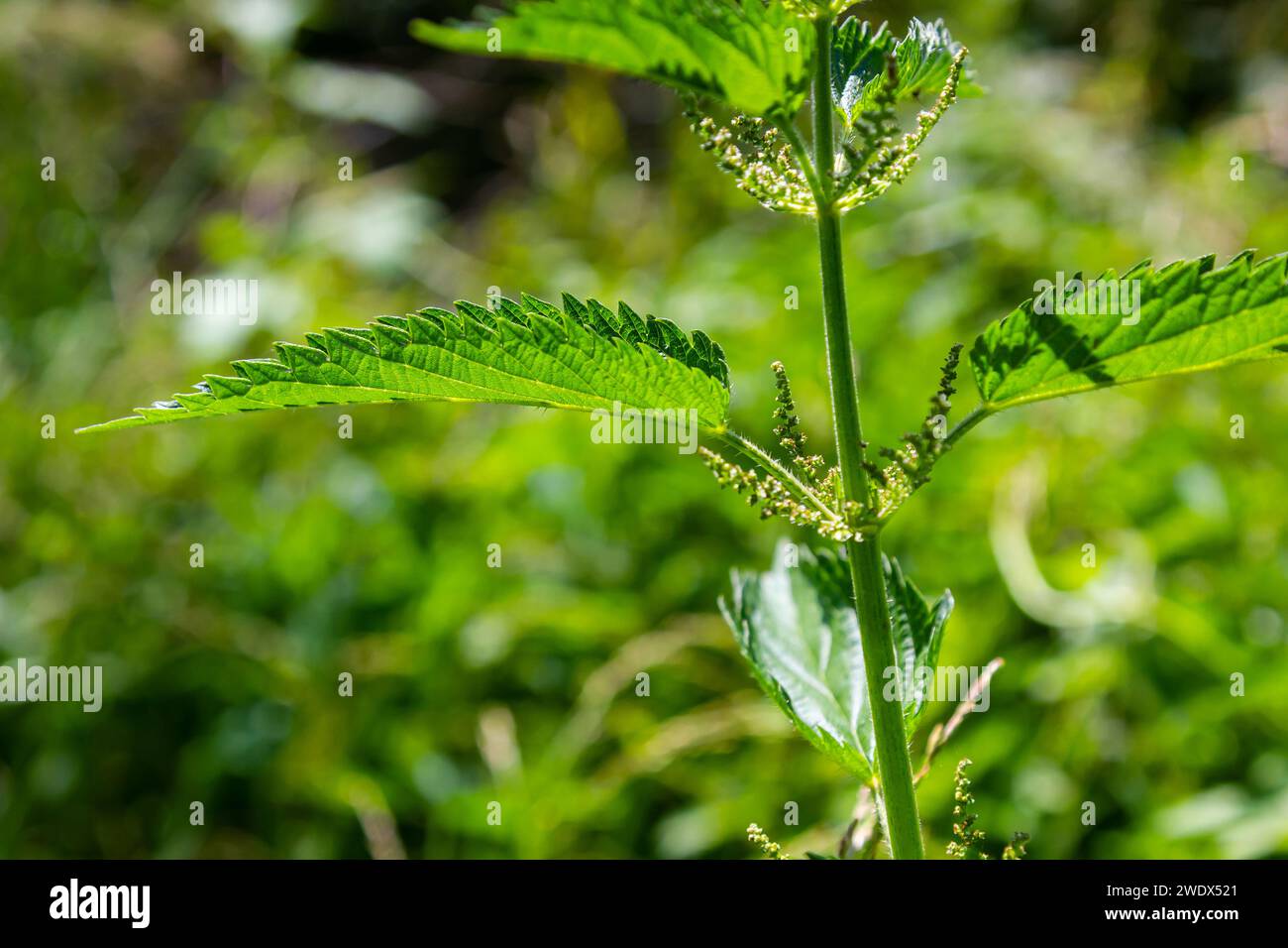 Brennnessel Urtica dioica im Garten stechen. Grüne Blätter mit gezackten Kanten. Stockfoto