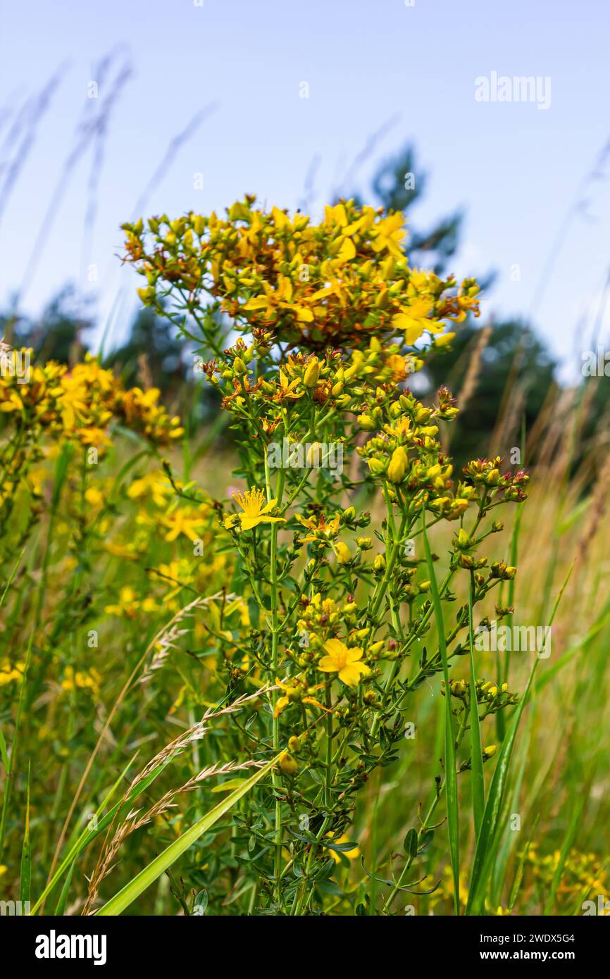 Nahaufnahme der gelben Blüten von Hypericum perforatum, einem pflanzlichen Arzneimittel. Stockfoto