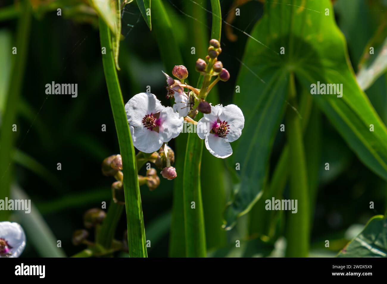 Pflanze namens Pfeilspitze, Sagittaria sagittifolia, Stockfoto