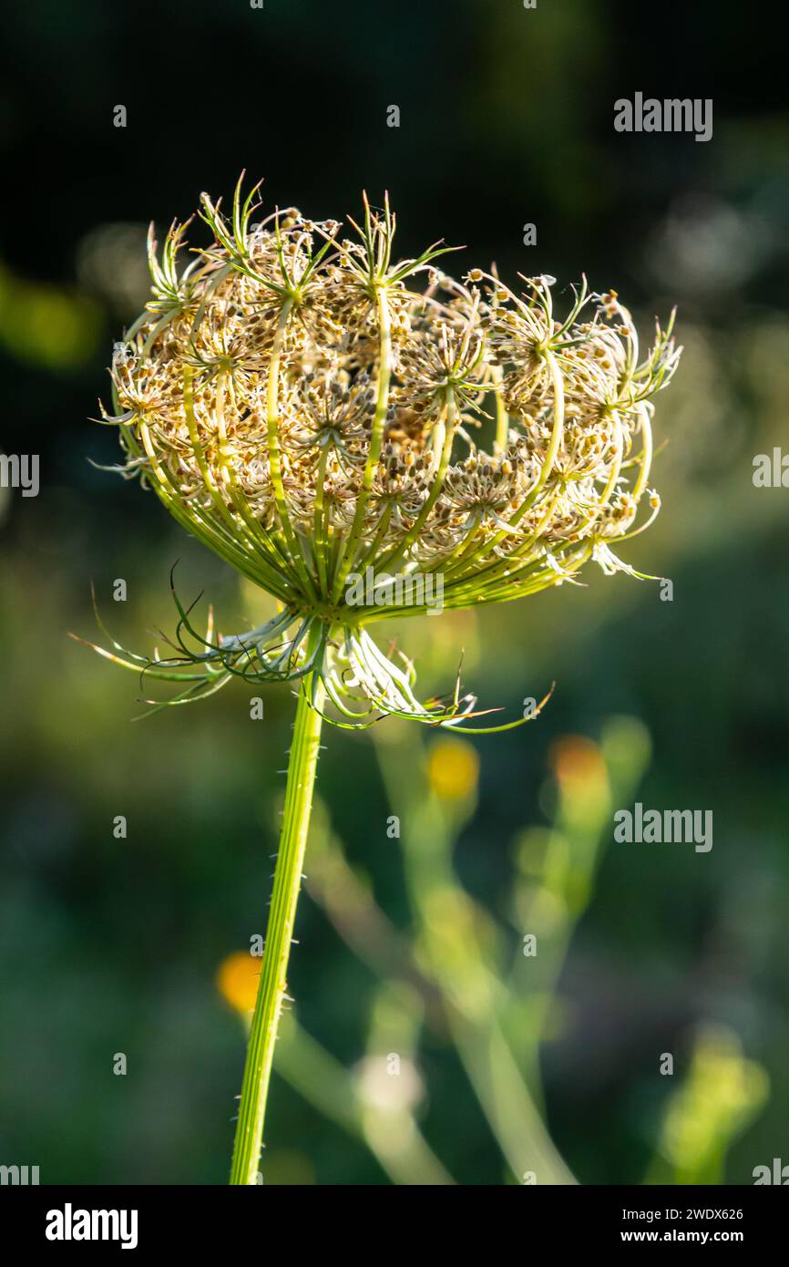 Daucus carota, bekannt als wilde Karottenblüher. Stockfoto