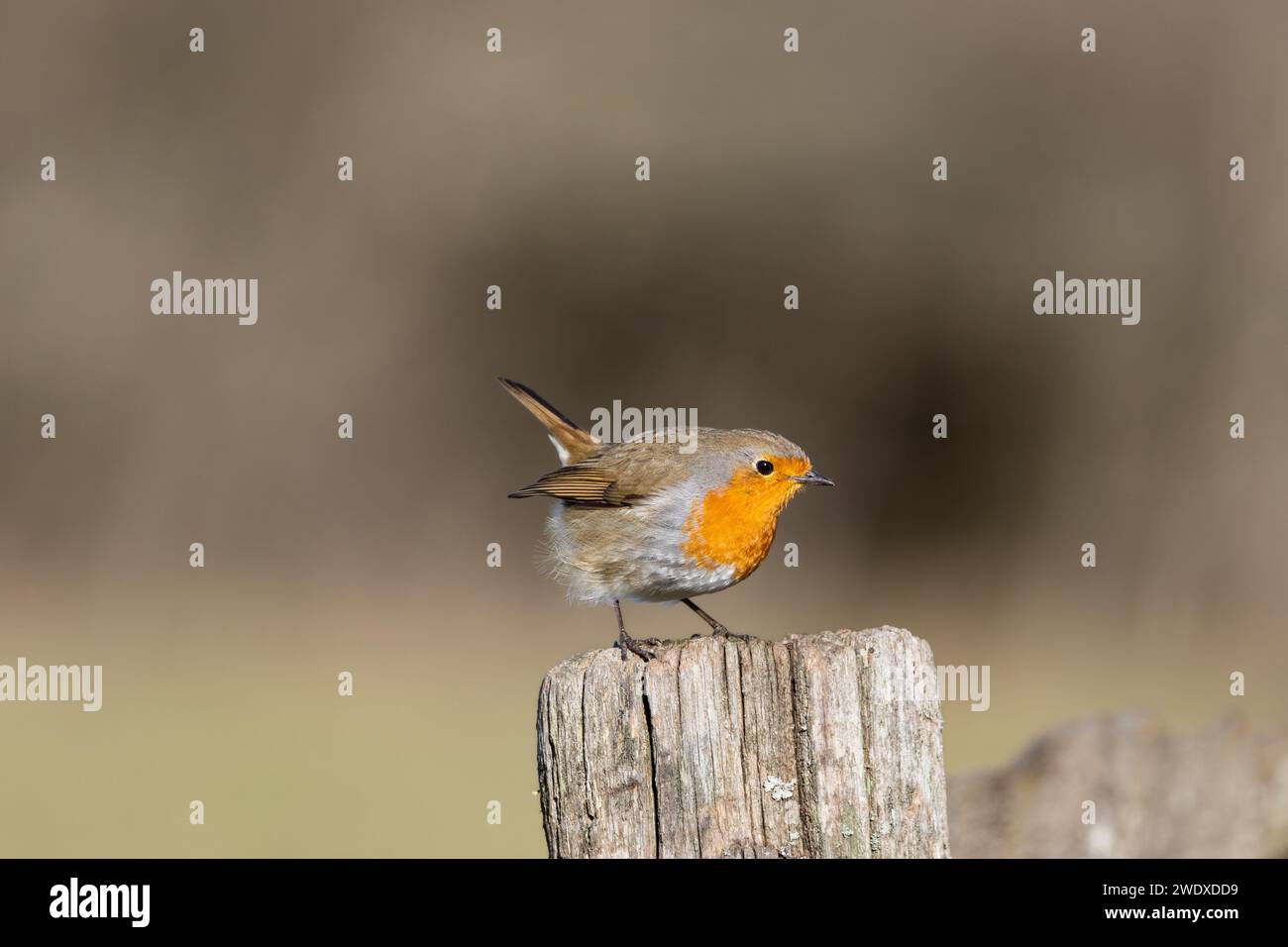 Der robin-Vogel-Winter Stockfoto