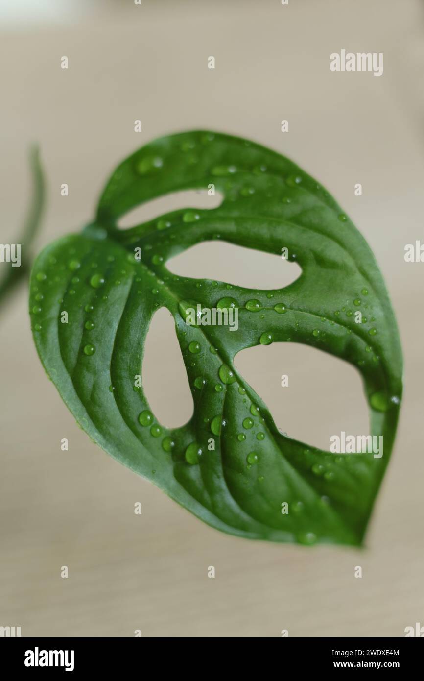 Nasse grn monstera Bltter in dunklen Hintergrund. monstera ist eine  Gattung von ber 50 Arten von Bltenpflanzen. Sie sind Kruter oder  immergrne Reben, wachsende Stockfotografie - Alamy