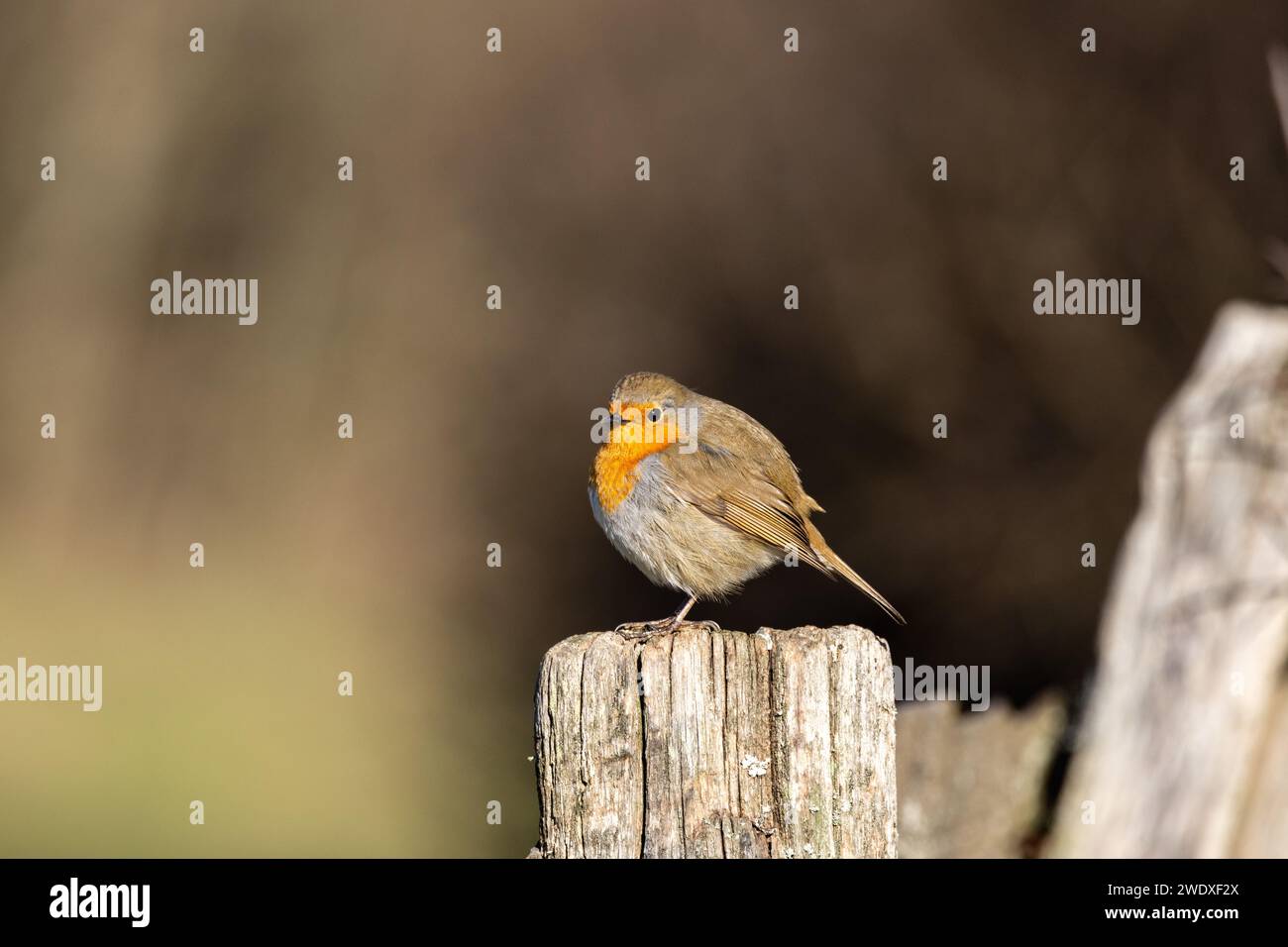 Der robin-Vogel-Winter Stockfoto