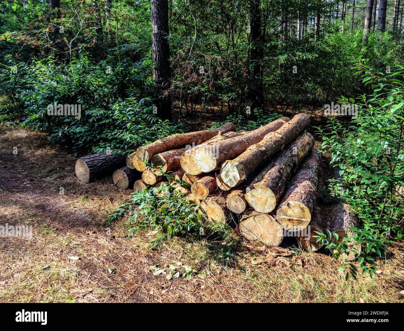 Abgesägte Baumstämme werden in einem Wald für die Holzindustrie gestapelt oder in Biomasseanlagen verbrannt. Bäume schneiden Stockfoto