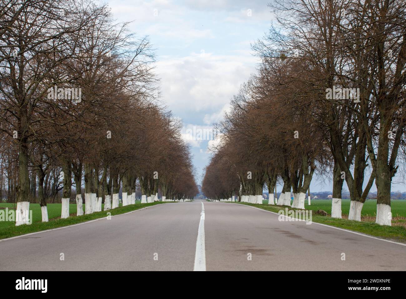 Straße und Bäume grünes Gras. Hochwertige Fotos Stockfoto