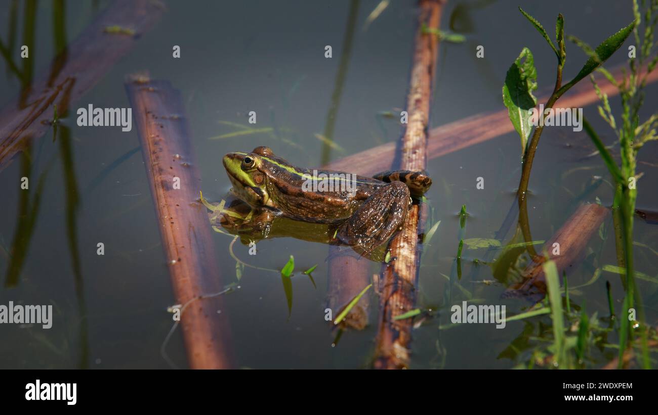 Kröte im See sitzt auf einem Stock, die Kröte schaut in die Augen, aufgeblähte Bälle in der Nähe der Augen, hochwertiges Foto Stockfoto