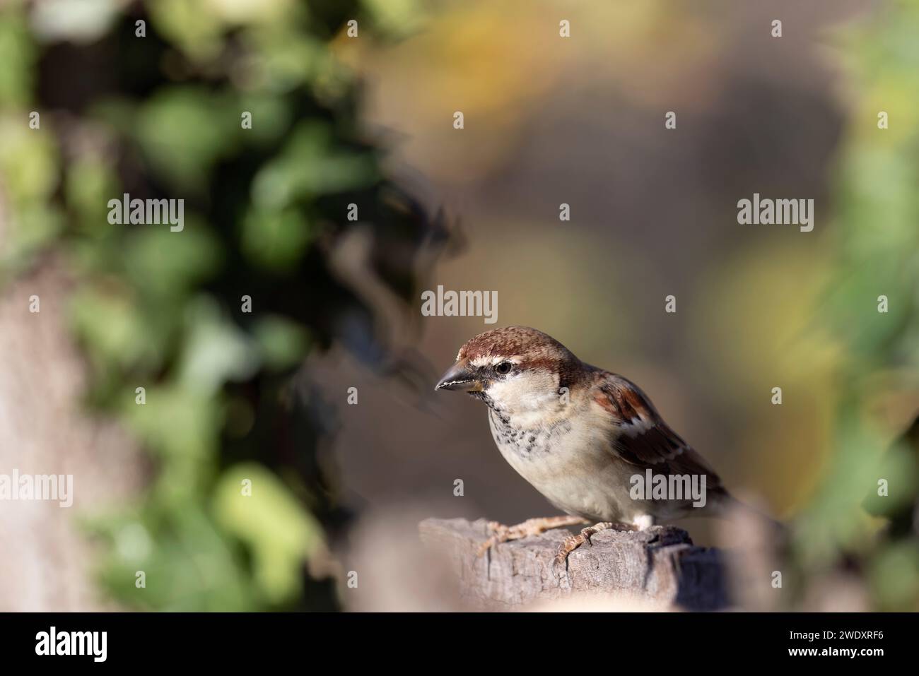 Der italienische Spatzen (Passer italiae), auch bekannt als cisalpine Spatzen, ist ein typischer Vogel der italienischen Vogelwelt Stockfoto