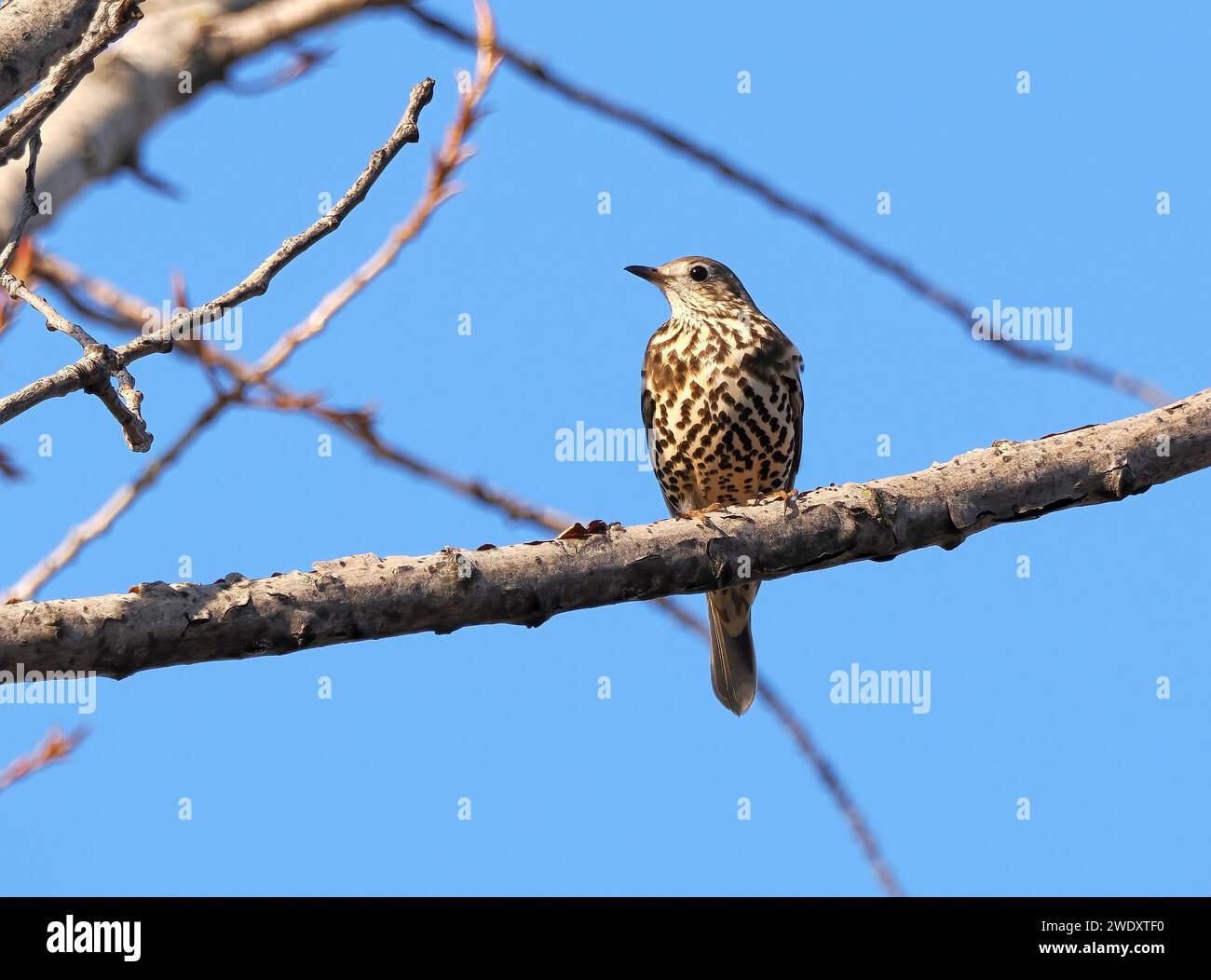 Misteldrossel, Misteldrossel, Grive Draine, Turdus viscivorus, léprigó, Budapest, Ungarn, Magyarország, Europa Stockfoto