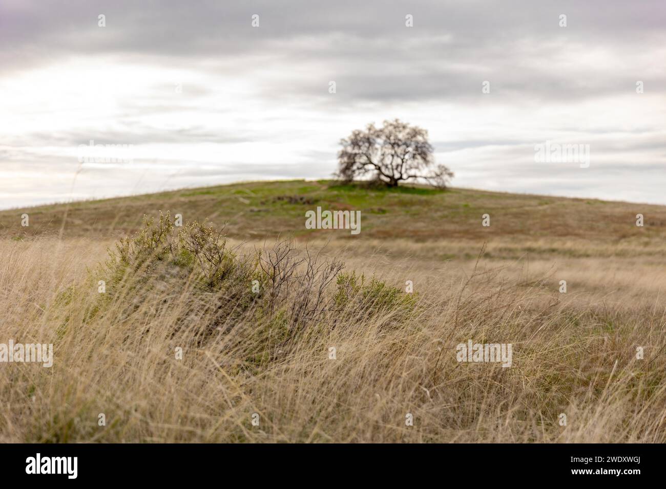 Mormon Island Wetlands, El Dorado Hills, CA Stockfoto