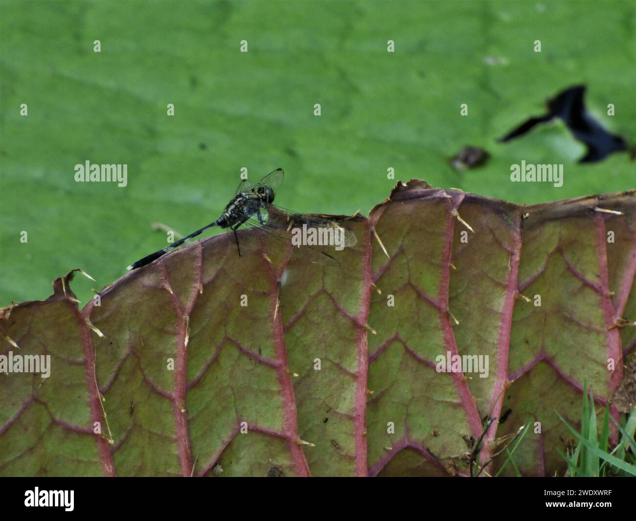 Libelle, die auf dem Lilienaufsatz sitzt Stockfoto