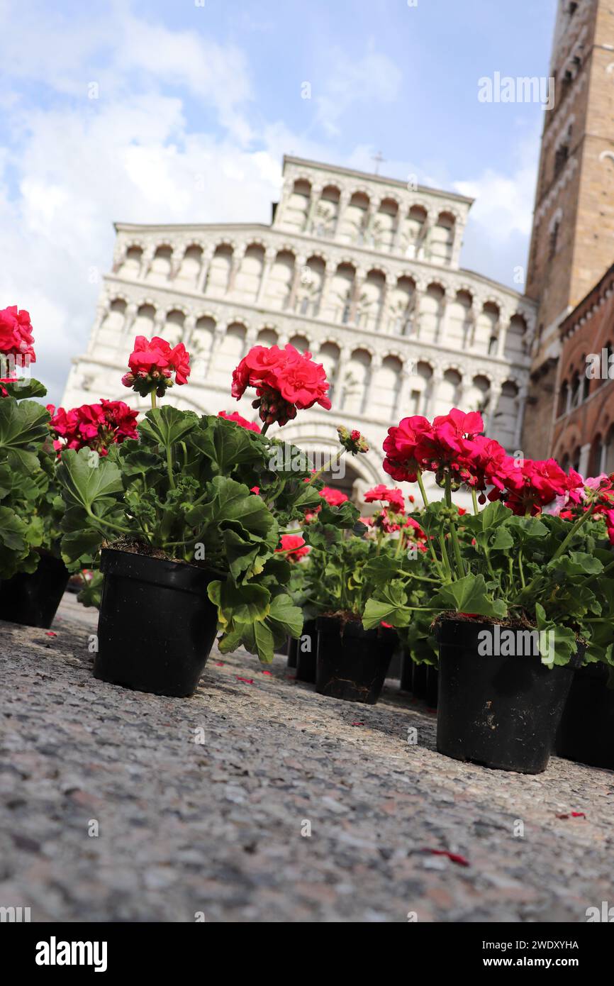 Rote Blumen vor dem Lucca Circle Square Stockfoto