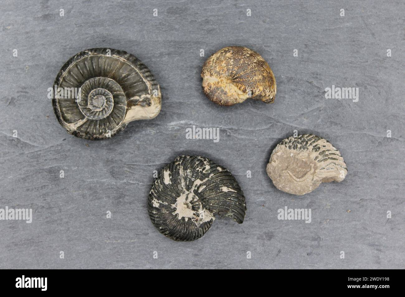 Eine Fossilienplatte mit vier verschiedenen Arten französischer Ammoniten Stockfoto