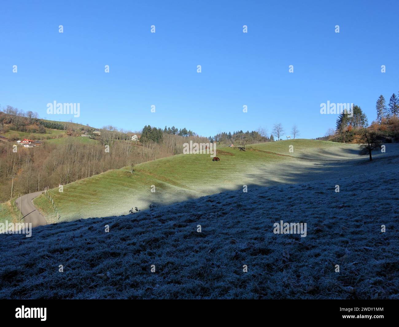 Schafe, die auf einer frostigen grünen Landschaft unter einem klaren blauen Himmel weiden Stockfoto