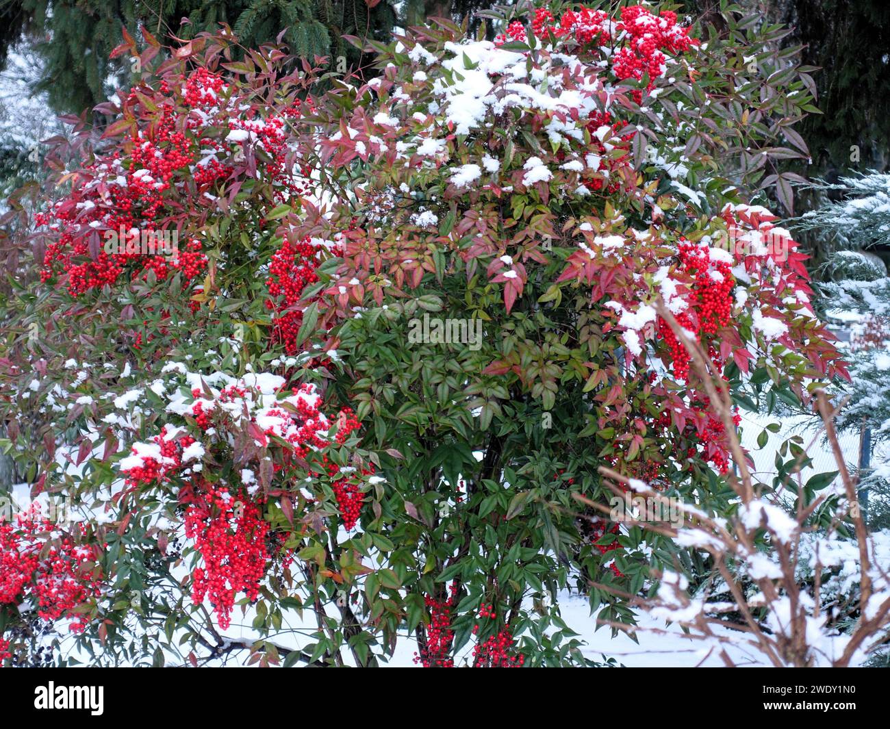 Blühender Sträucher mit Schnee und Beeren in einem winterlichen Garten Stockfoto