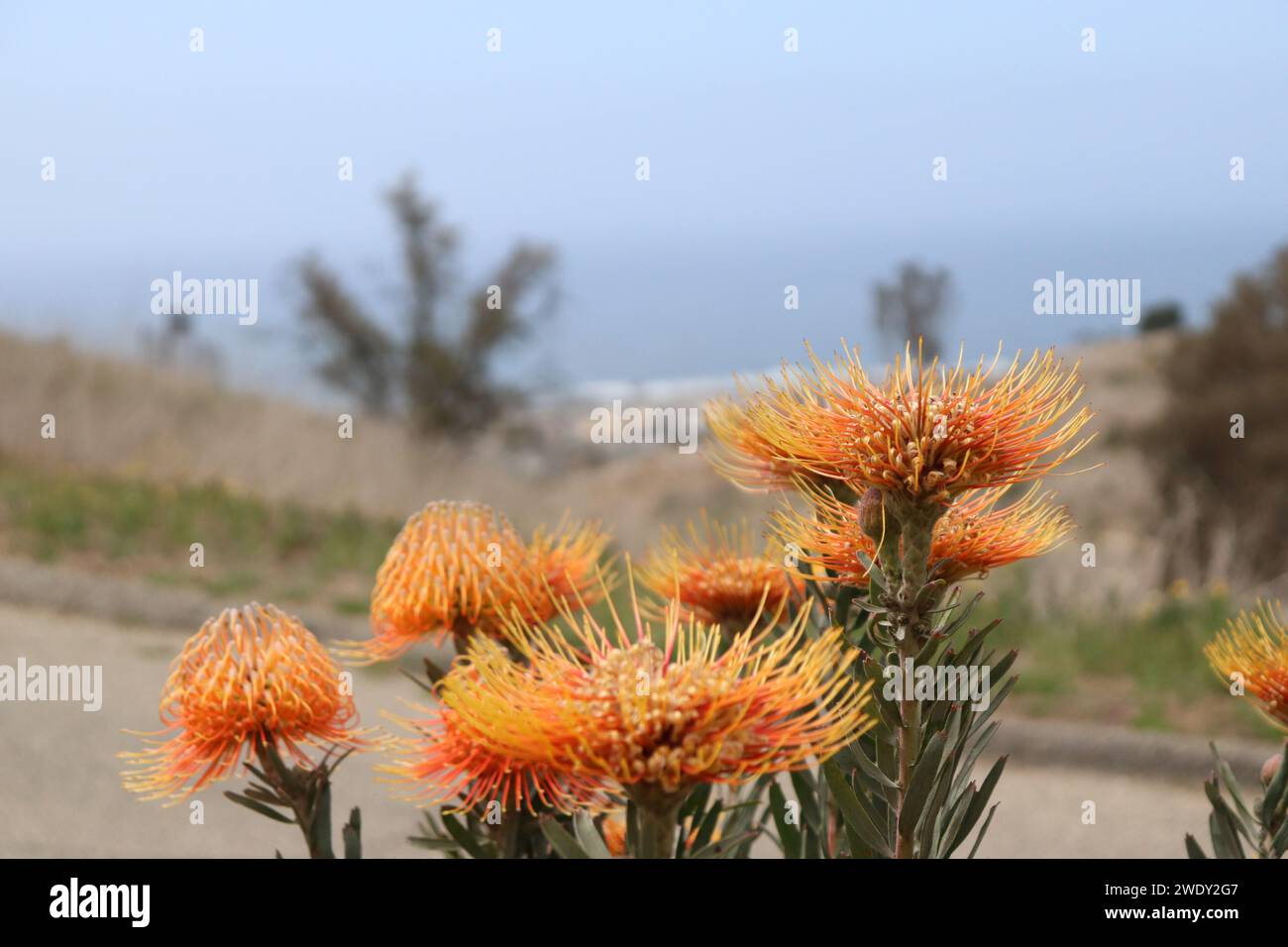 Fesselnde Protea in der Blüte Stockfoto