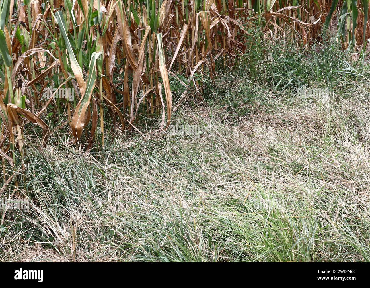 Maisstalks und Heu am Ende der Sommersaison Stockfoto
