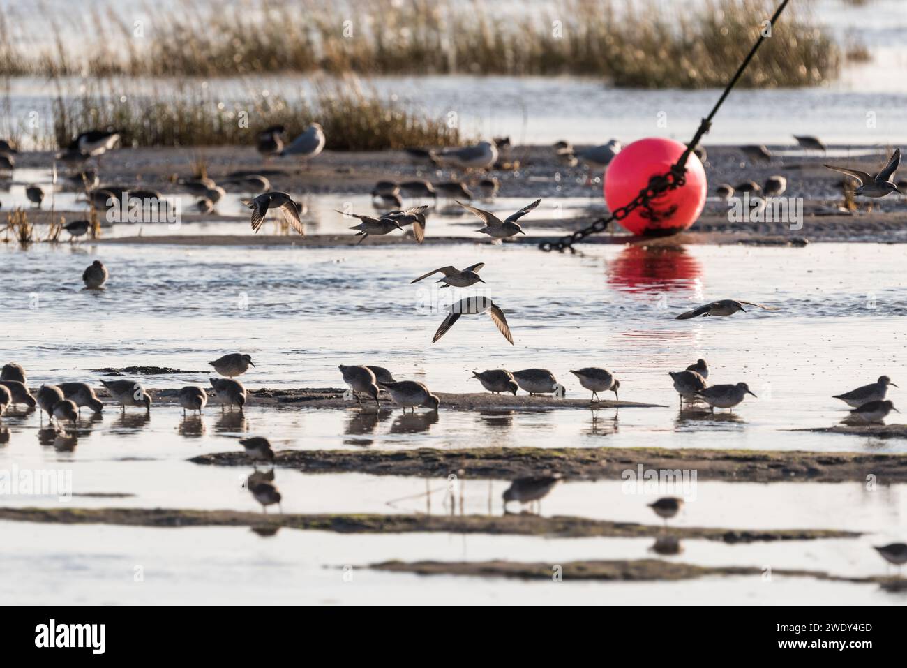 Auf der Suche nach Watvögeln, hauptsächlich Red Knot (Calidris canutus) mit etwas Dunlin in Leigh on Sea, Essex Stockfoto