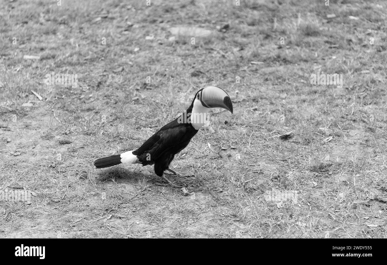 toucan mit Schnabel auf dem Boden draußen. toucan mit Schnabel in Wildtieren. toucan-Vogel Stockfoto
