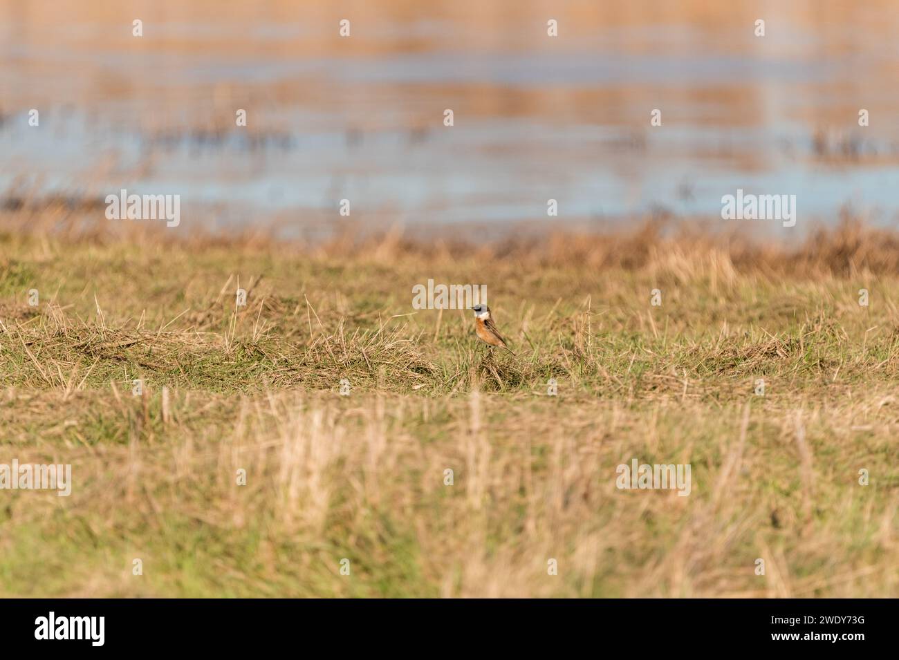 Männlicher Stonechat (Saxicola torquata) auf der Blue House Farm, Essex Stockfoto