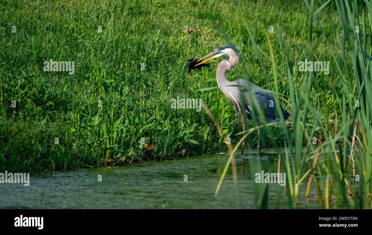 Großer Blaureiher mit einem Speer-Fisch-Essen Stockfoto