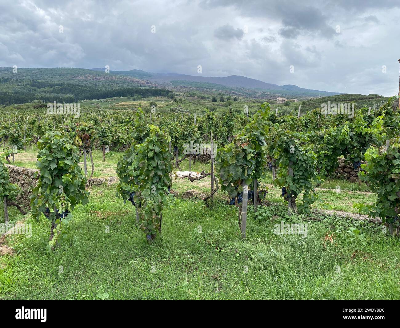 Faszinierende Aufnahme des Weinguts des Ätna (Sizilien/Italien) inmitten üppiger Weinberge, eingerahmt vom majestätischen Vulkan. Stockfoto