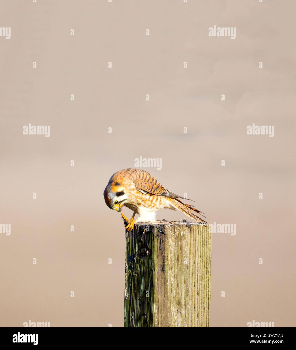 American Kestrel Weiblich Isst Kartoffelkäfer Stockfoto