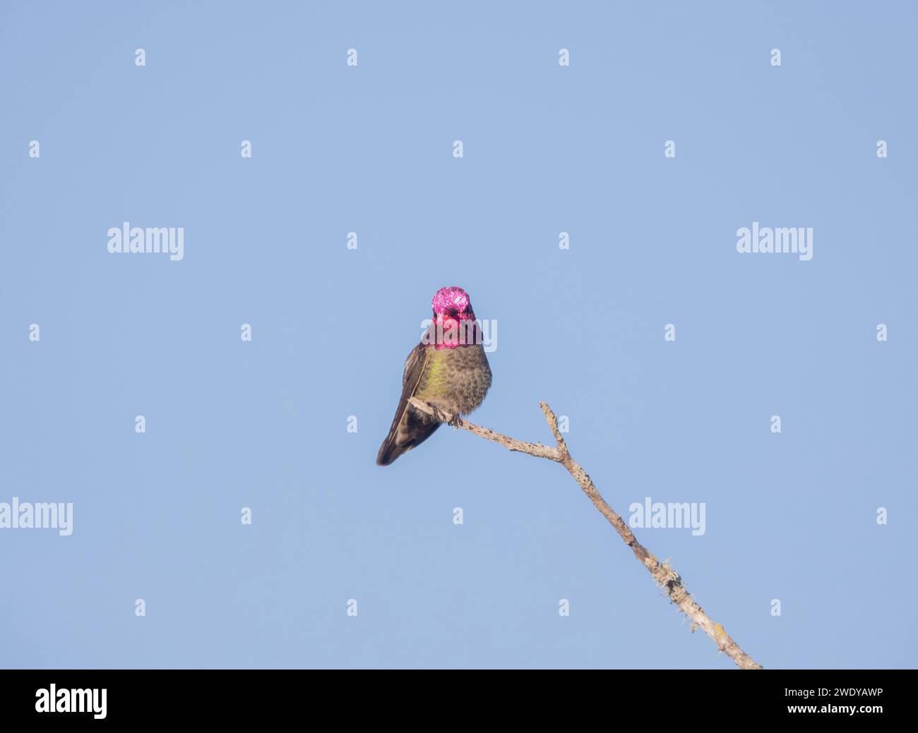 Annas Kolibri männlich Stockfoto