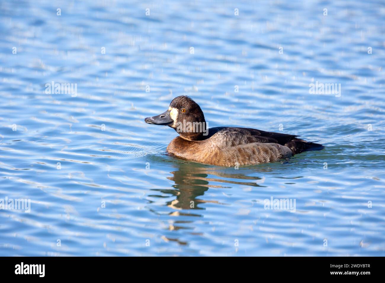 Größere Scaup weiblich Stockfoto