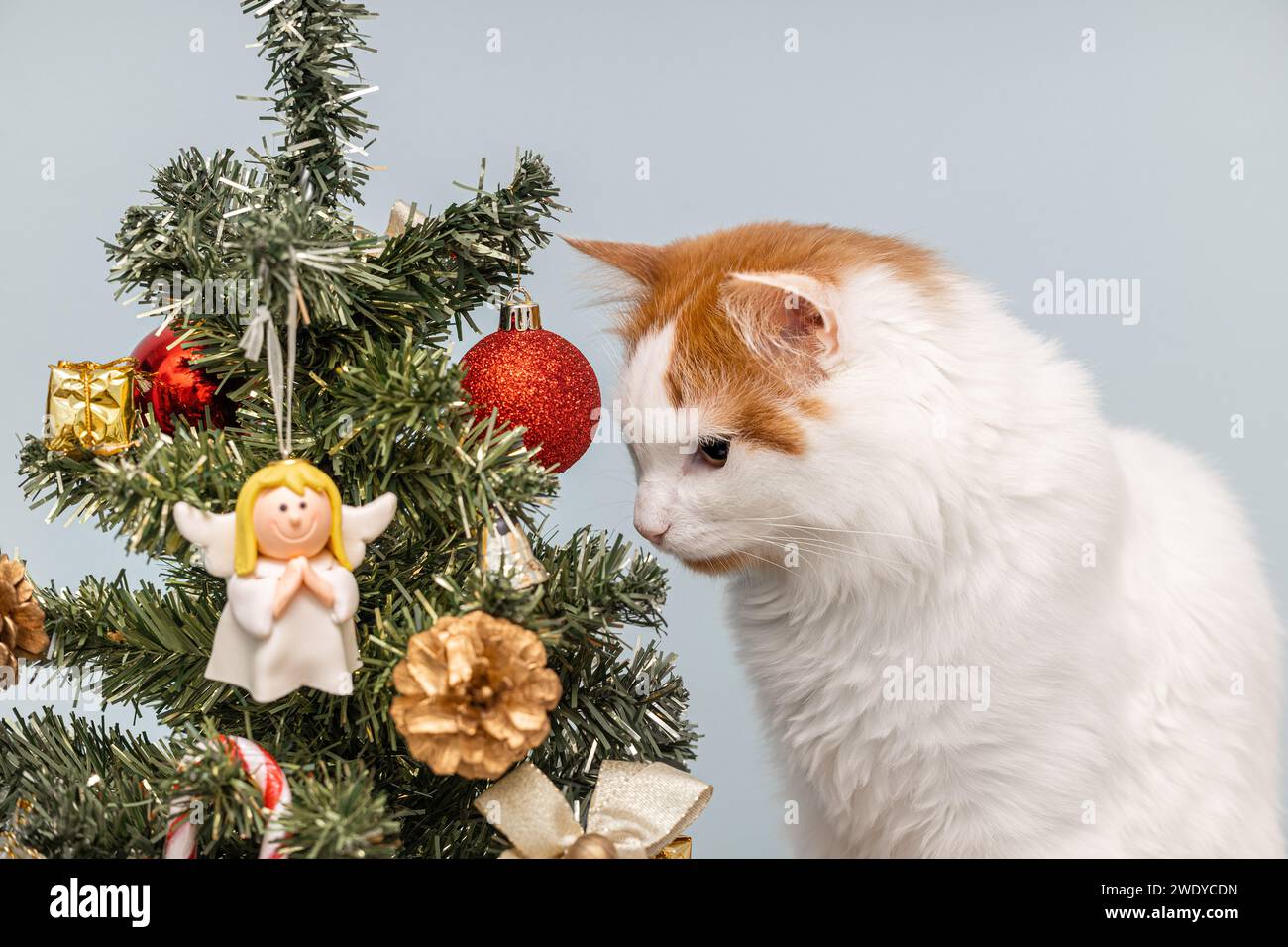 Hauskatze schnüffelt an einem mit Spielzeug verzierten Weihnachtsbaum. Katze in der Nähe des Neujahrsbaums. Stockfoto