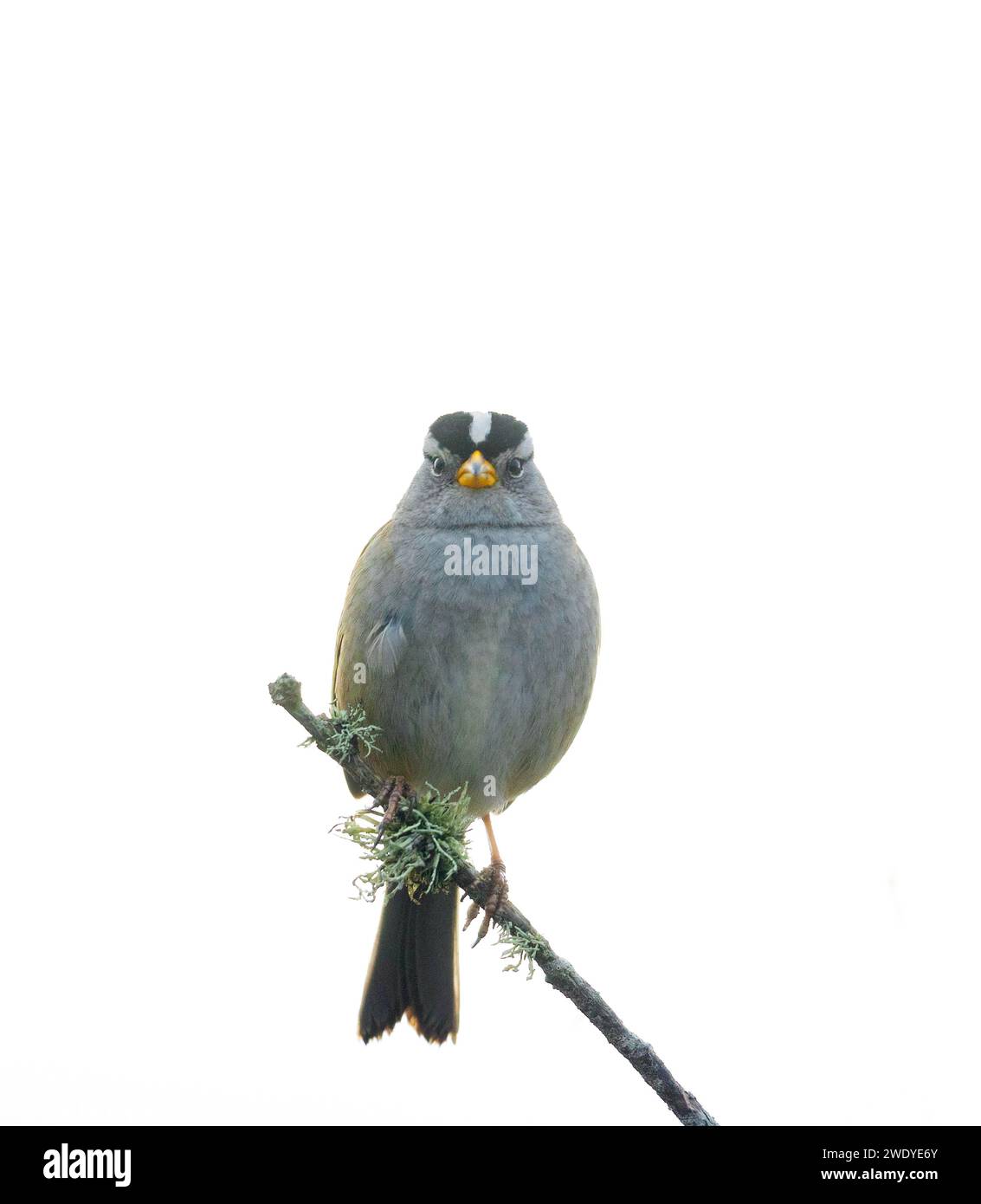 Weißer gekrönter Sperling, der direkt in die Kamera blickt Stockfoto