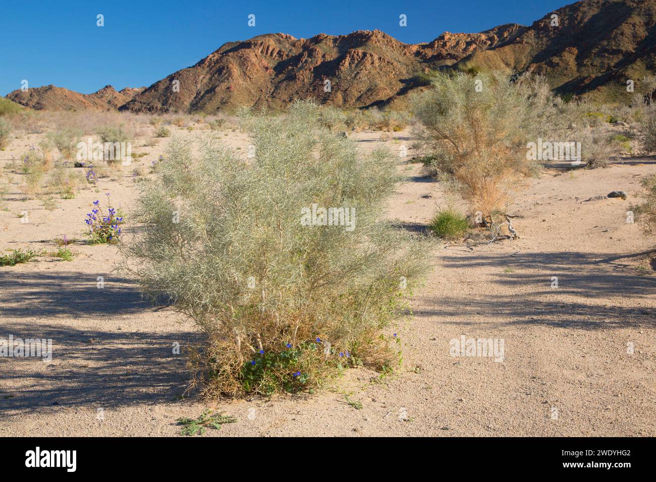 Smoke Tree auf der Cottonwood Canyon Bajada, Joshua Tree National Park, Kalifornien Stockfoto