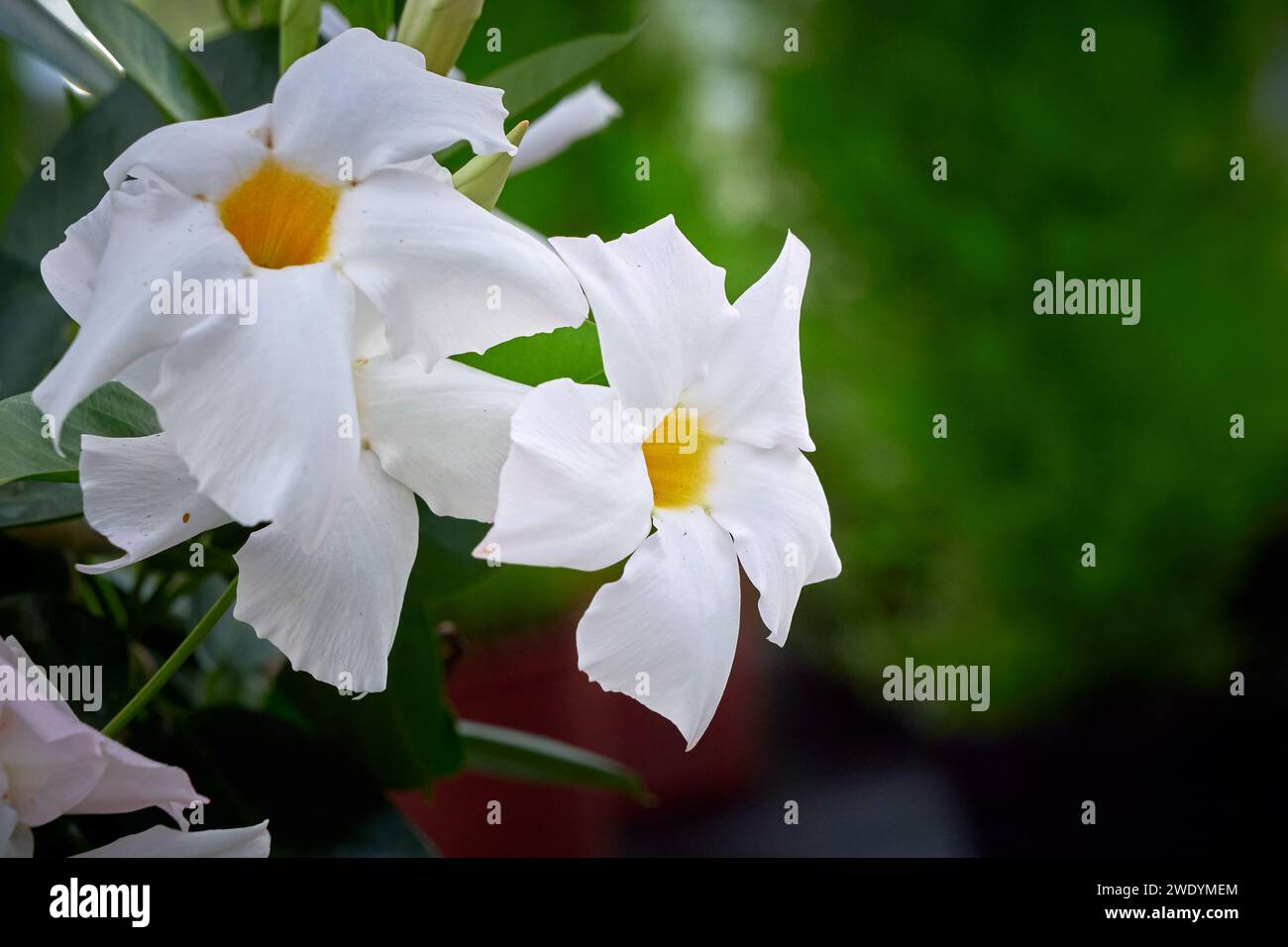Weiße Mandevilla Blume in einem Gewächshaus (Rocktrumpete) Stockfoto