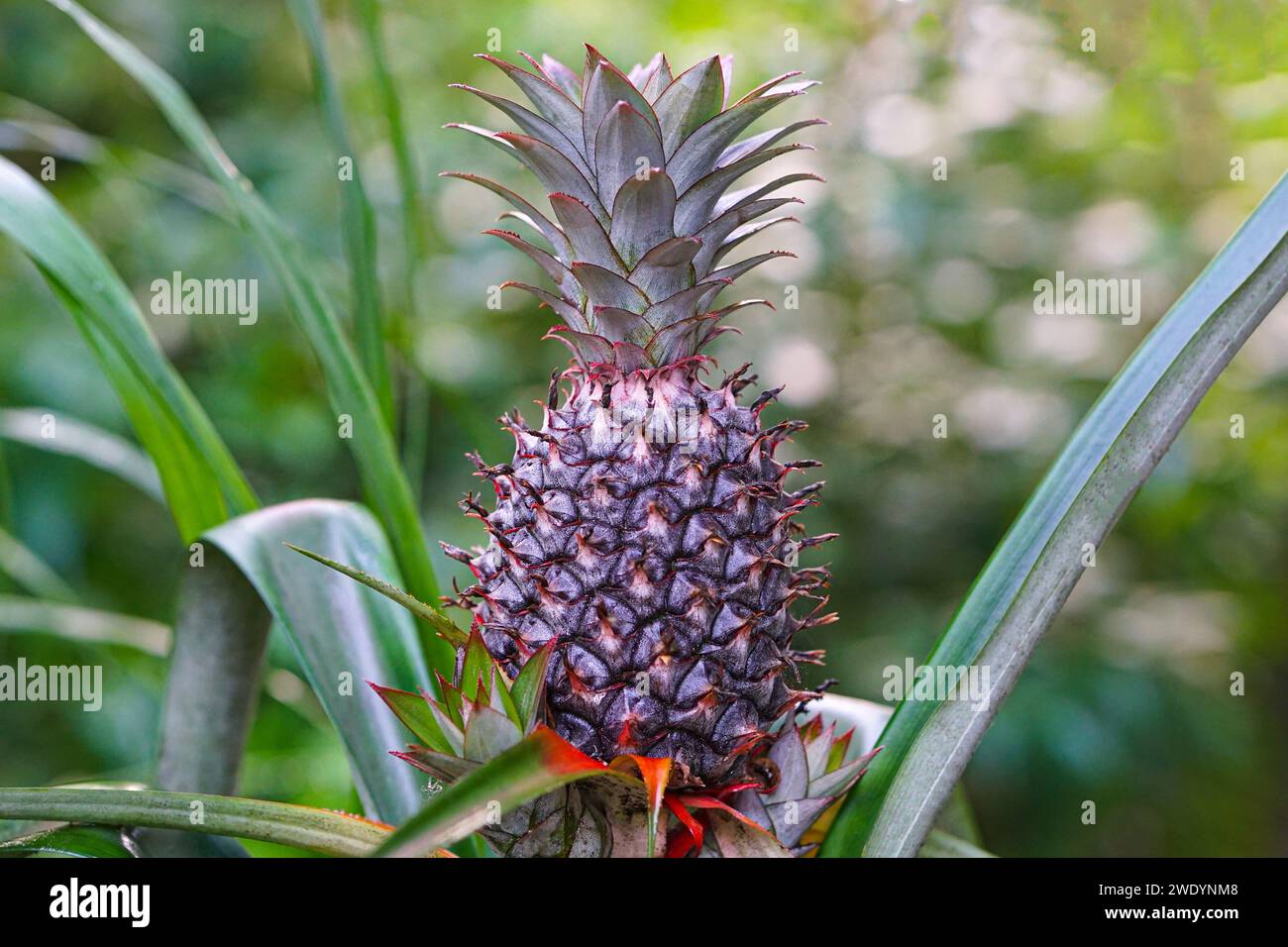 Ananasbaum mit Ananas und Blättern Stockfoto