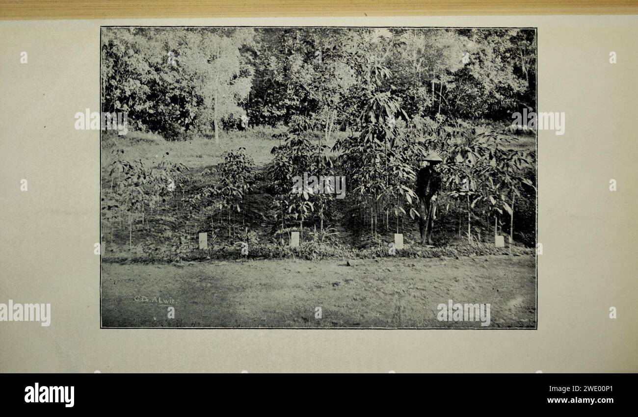 Landwirtschaftlichen Bulletin der Meerenge und Federated Malay States. Neue Serie Stockfoto