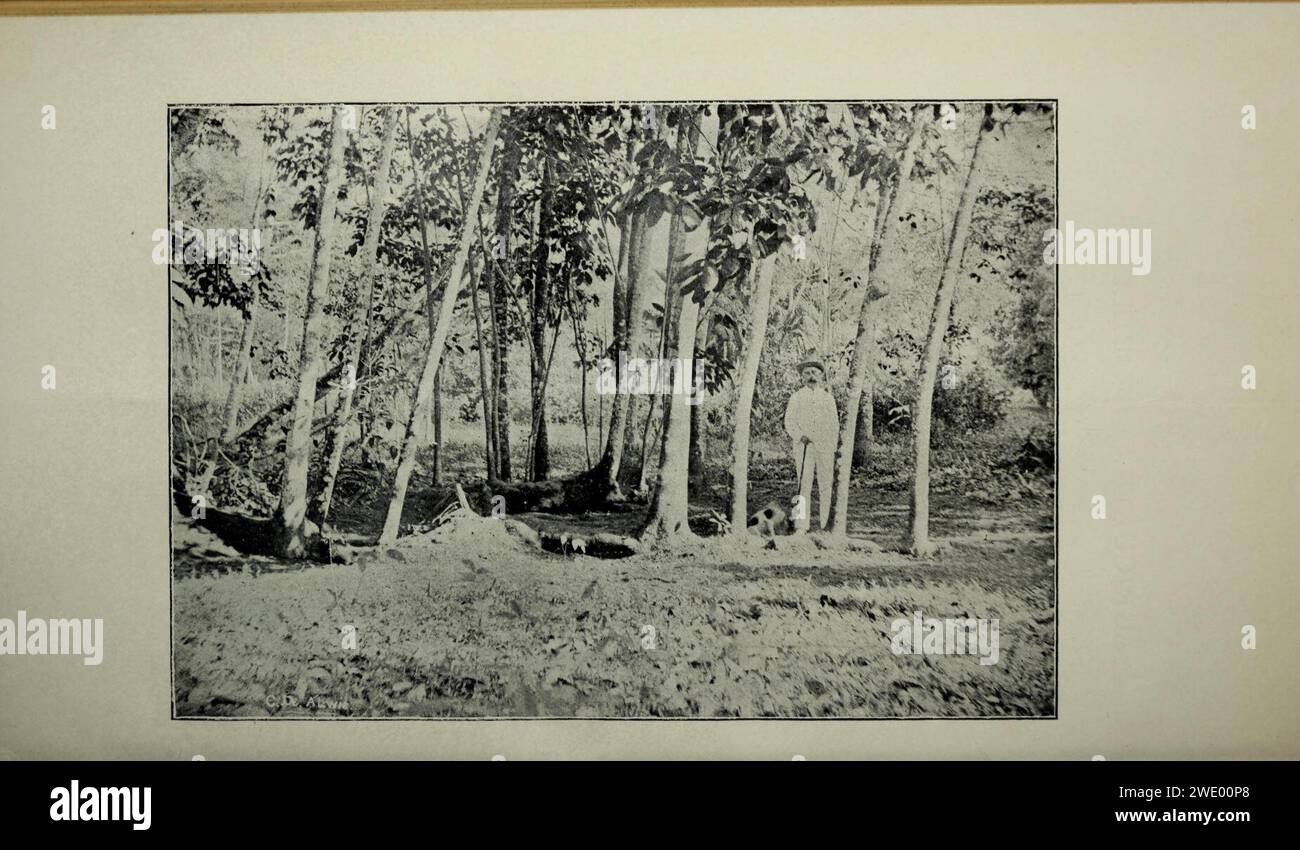 Landwirtschaftlichen Bulletin der Meerenge und Federated Malay States. Neue Serie Stockfoto