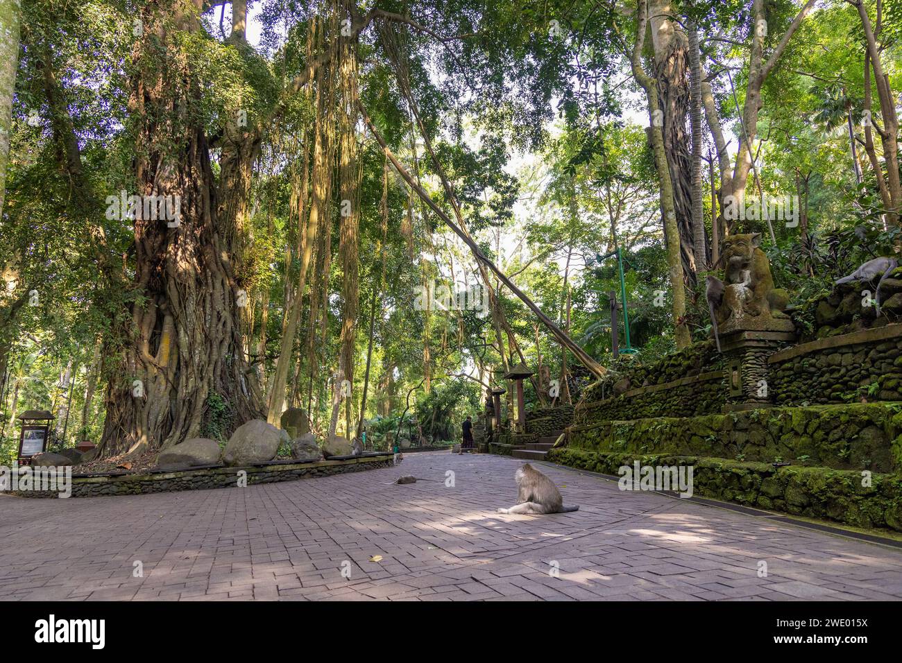 Affenwald Ubud, Bali, Indonesien Stockfoto