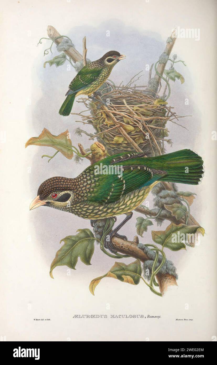 Ailuroedus maculosus Fotos und Bildmaterial in hoher Auflösung Alamy