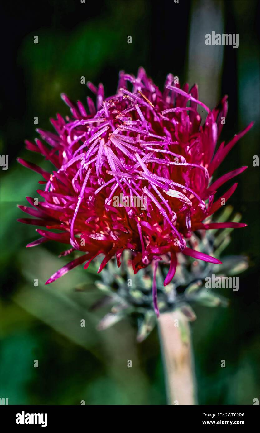 Rote Cirsium-Thistle-Blume im Sommer Stockfoto