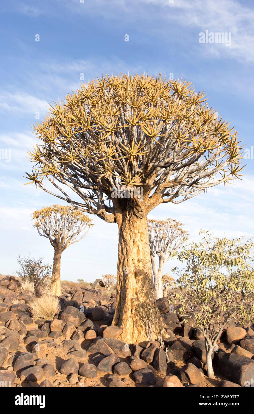 Schöne Landschaft mit Köcherbaum in Namibia Stockfoto