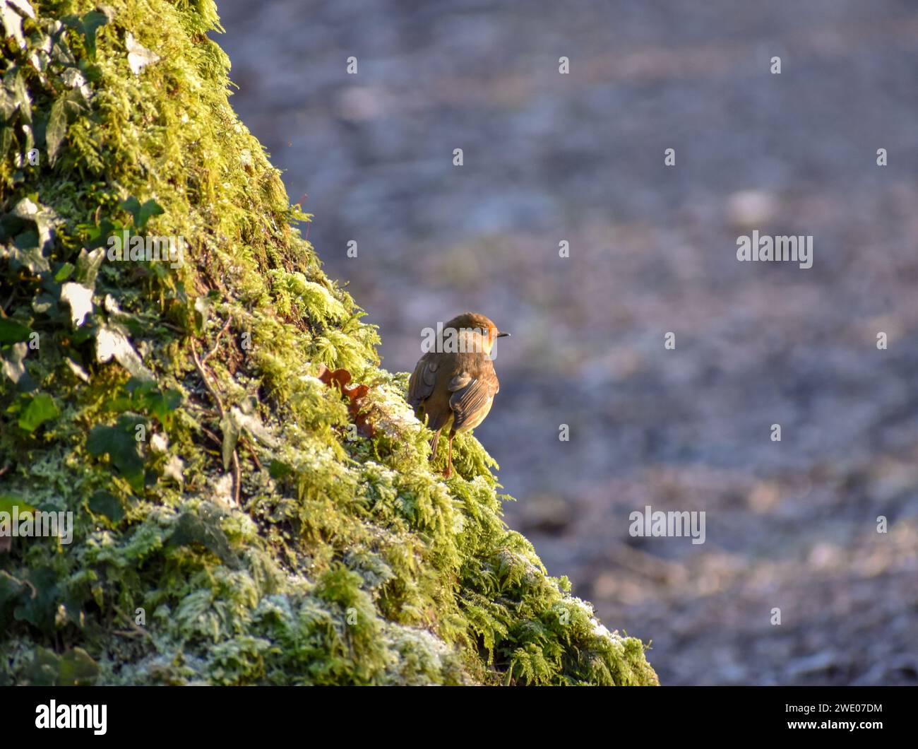 Ein Rotkehlchen sitzt auf einem mit Moos bedeckten Baumstamm in der warmen Sonne im Winter. Stockfoto