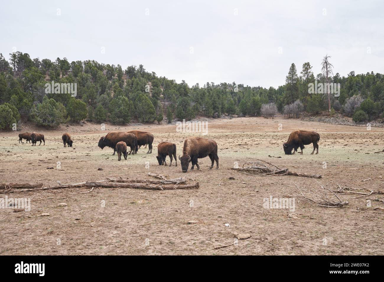 Eine Reihe von Bisons, die den Boden für Gras weiden. Stockfoto