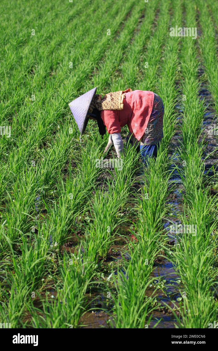 Ackerland in Soreang bei Ciwidey in West-Java, Indonesien Stockfoto