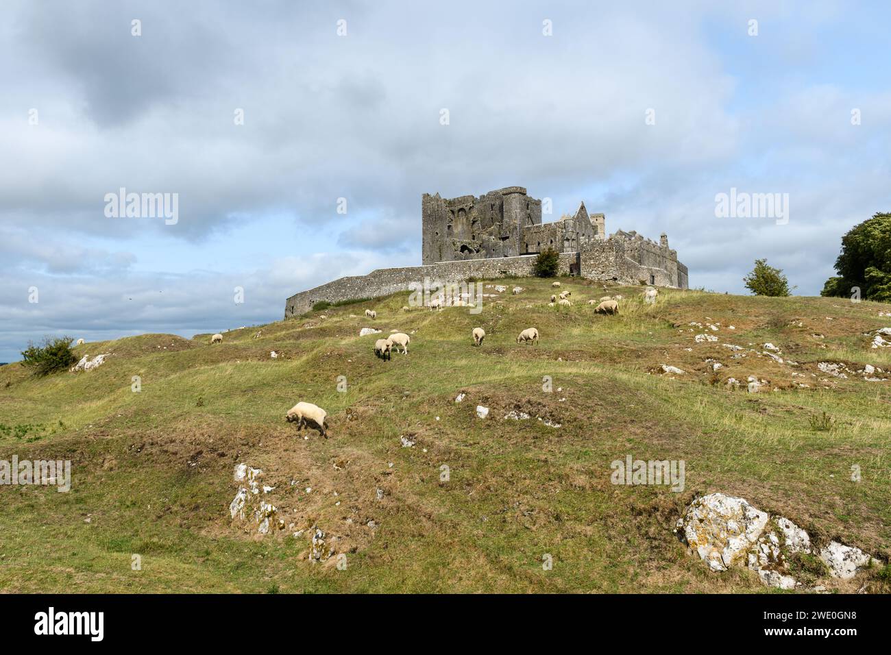 Felsen von Cashel Castle auf der Hochebene mit Schafen, die an einem sonnigen Sommertag weiden, Tipperary, Irland Stockfoto