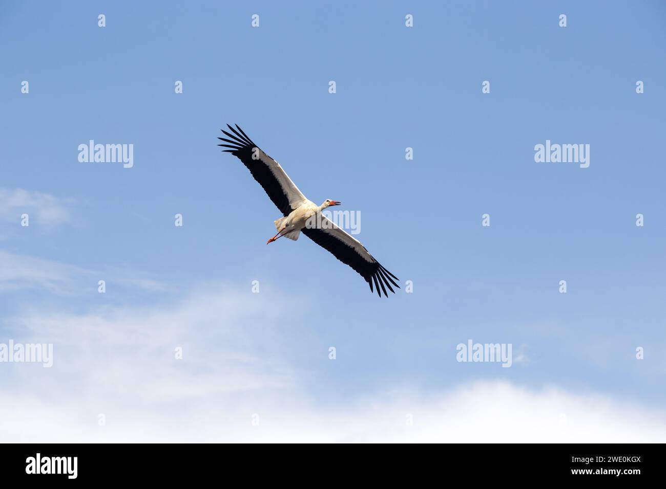 Ein Schwarzstorch im Flug. Ein bewölkter Himmel im Hintergrund des Tieres. Stockfoto